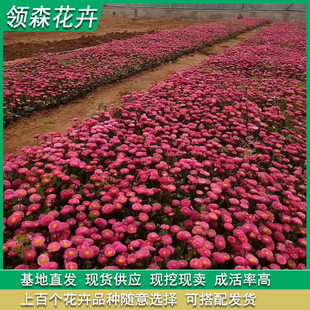 Calendula Wholesale One or Two Year Old Daisy Seedlings Cold-Resistant Grass Flower Daisy Qingzhou Daisy Flower Bed Greening Potted Plants