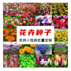 种子;草种子;草坪