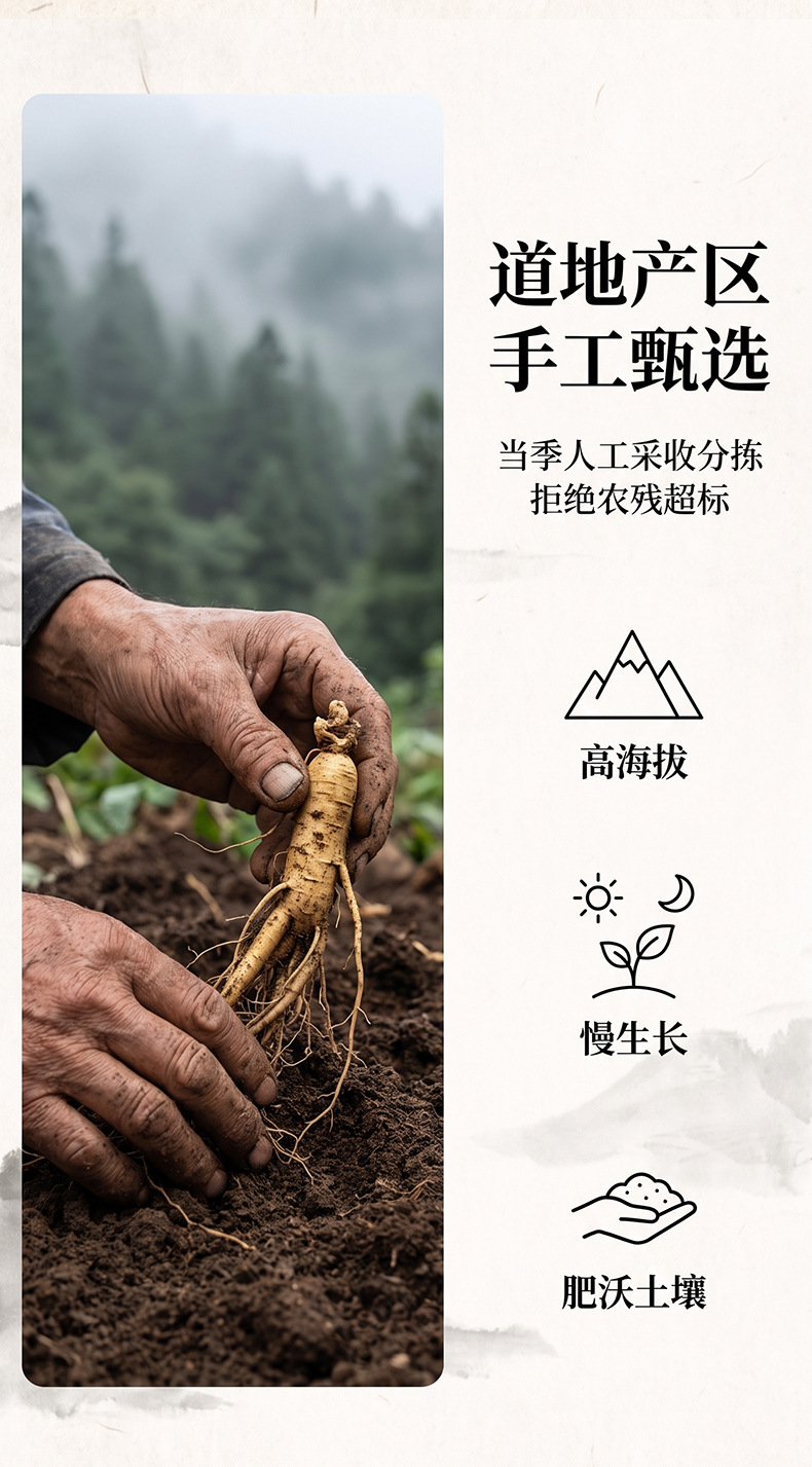 Whole Ginseng Root Dried Sun-Dried Ren Shen 100g Bag in use