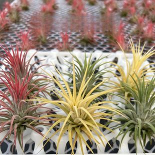 Air Pineapple Soilless Plant Red Elf Yellow Elf Green Elf Desktop Plant Radiation Protection Evolution Air