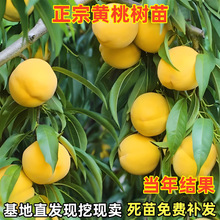 \SҘ޽ˮϱNֲشSҹԮY