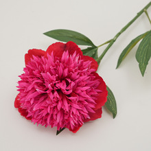 ��zĵ�����滨��֧�[��廨 �G�~ֲ��Ҿ��bջ����Ĺ��S���l