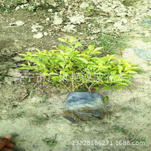 �V�|�Ռ���ֲ�S���~��������S���~С�����G������@�־��^����