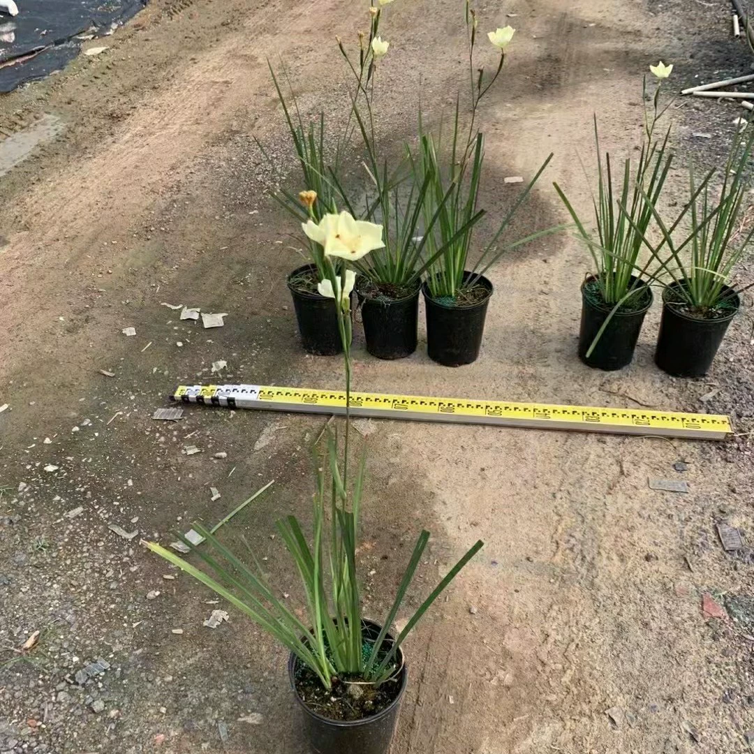 2305 Цветочный сад поставляет африканские двухцветные дикие ирисы