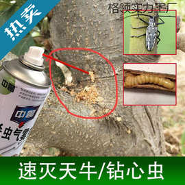 克星天牛蛀杆蛀虫桃树无花果钻心虫中聊立毙幼虫杀柑橘害虫杀虫剂