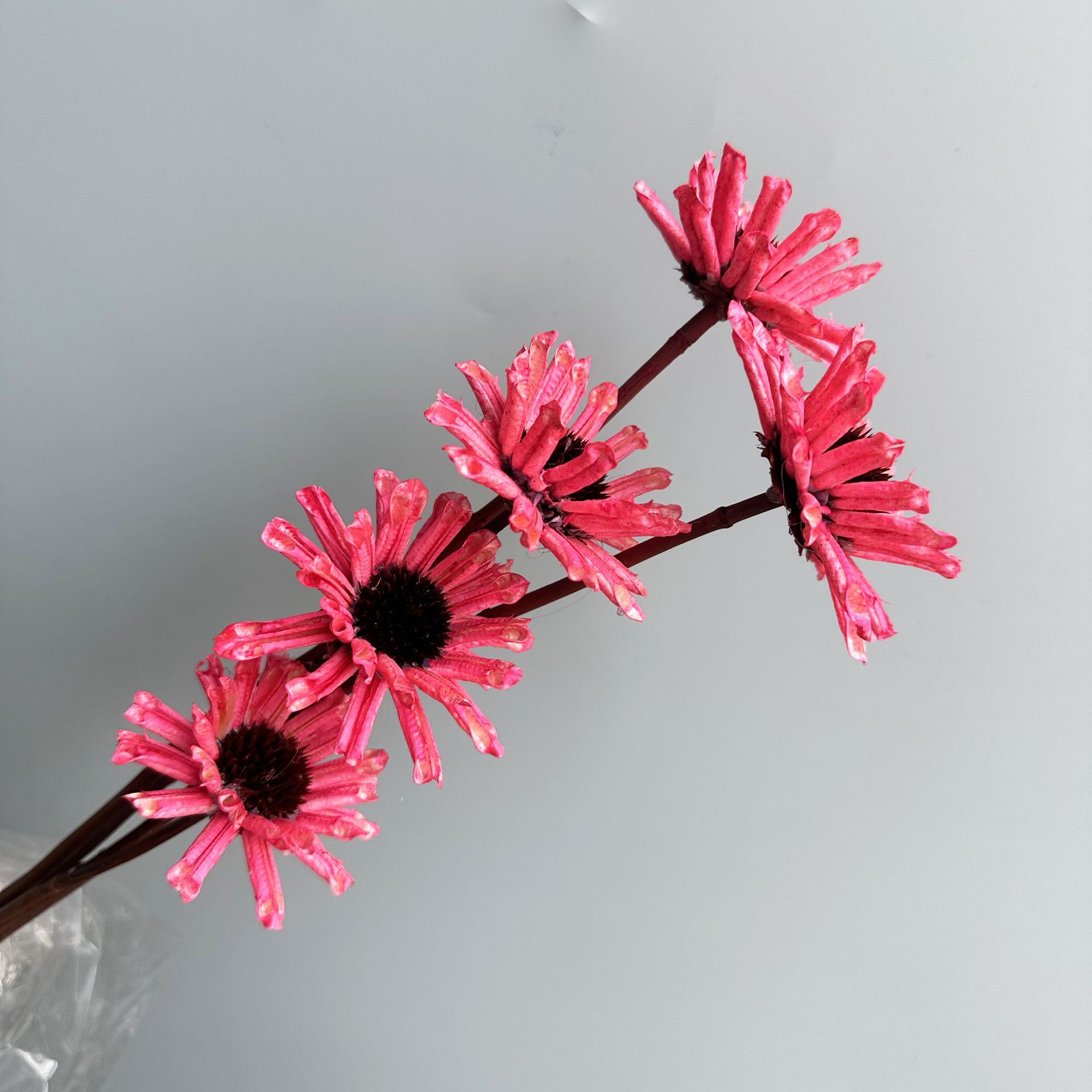 핑크색 가지 5개 묶음