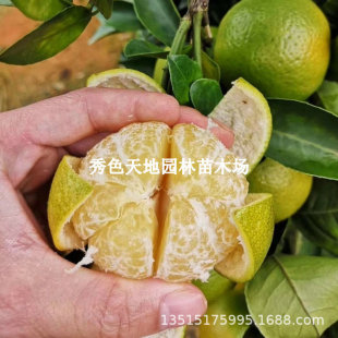 �c�ʵ۸̽�����ؕ����ɰ�ǽ�������޽ӹ��������Ե��Ԯ���Y��