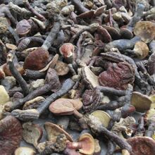 神龙架灵芝纯野生灵芝批发野生整枝赤灵芝深山林芝可切片