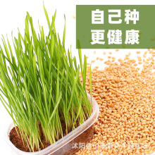 ؈�ݷN��С�����������ݷN�ѲݷN��ˮ������Nֲֲ��N�����l