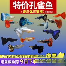 ��ȸ�~С�~�Ꭷ�~ȫ�N�������B�^�p�~С�͵�ˮ�~����~����