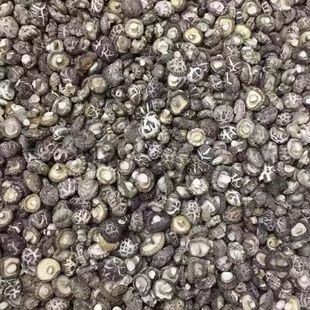 �������С��������С���� С�㹽 Ģ���������㹽 ������؛���]