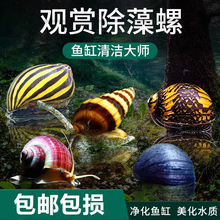 观赏螺淡水除藻工具苹果螺神秘斑马杀手宠物活体洋葱黑金刚螺