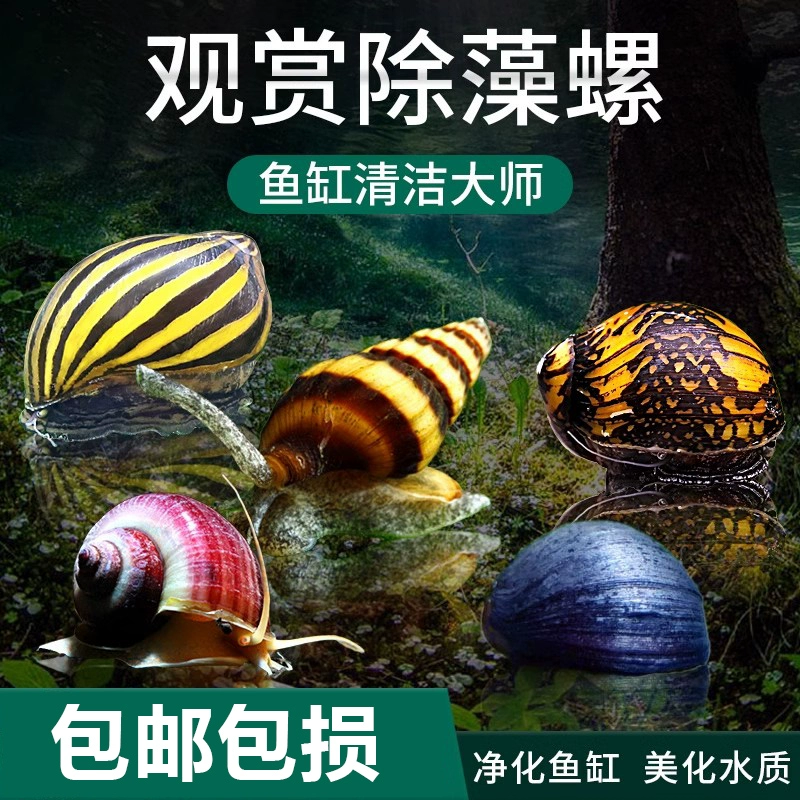 Инструмент для удаления пресноводных водорослей для декоративных улиток, яблочных улиток, загадочных убийц зебр, живых улиток лука, золотых черных бриллиантов.