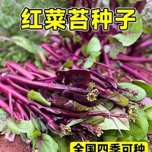 红菜苔种孑四季阳台庭院蔬菜种子菜心十月红紫菜苔家庭种植农作物
