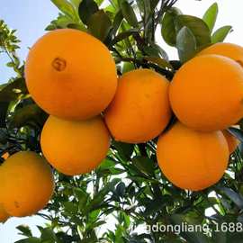 江西赣南脐橙10KG 有机生态精品果，当选贡品名驰全国，欢迎选购