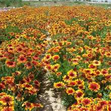 ˾ջNļ׷N¾޸ƤշNͥԺG