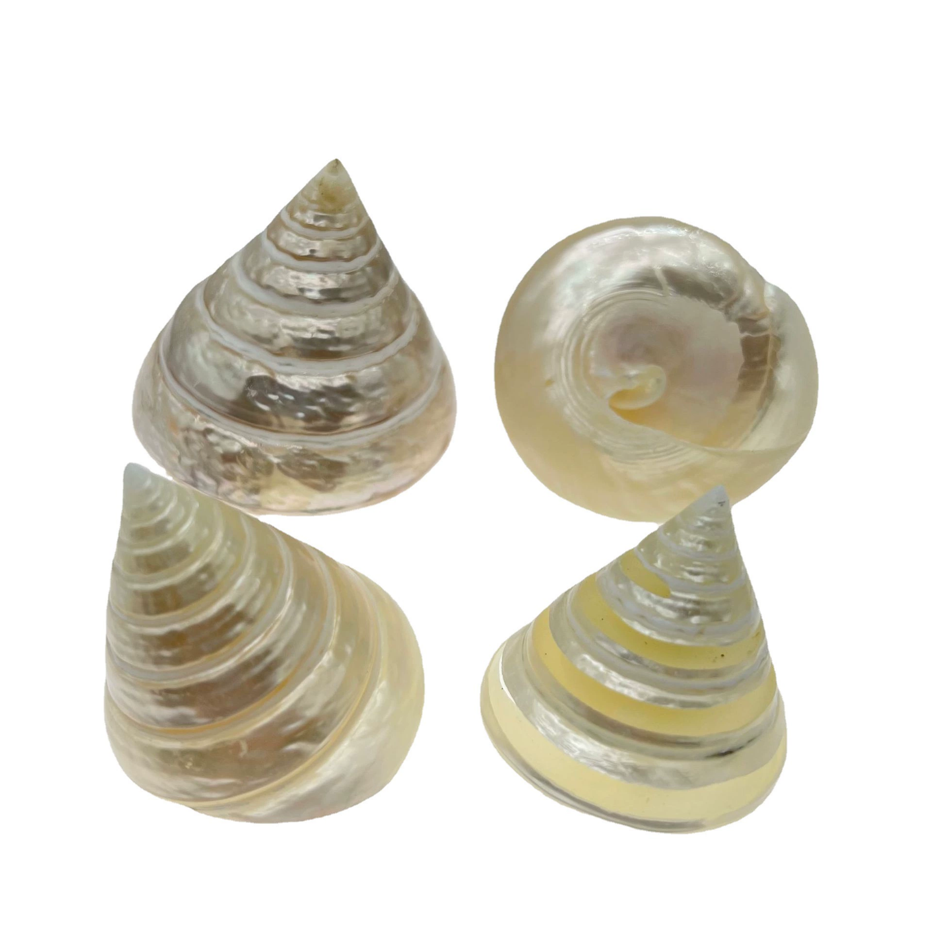 Study natural shell conch fluorescer tower snail tank landscaping decorative shell conch DIY crafts