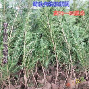 ��������ɘ���ѩ�����Ƥ����ѩ�ɘ���ѩ��С���е��G����ľ