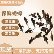 厂家直销高营养保鲜蟋蟀 规格齐全高蛋白宠物食品 保鲜饲料