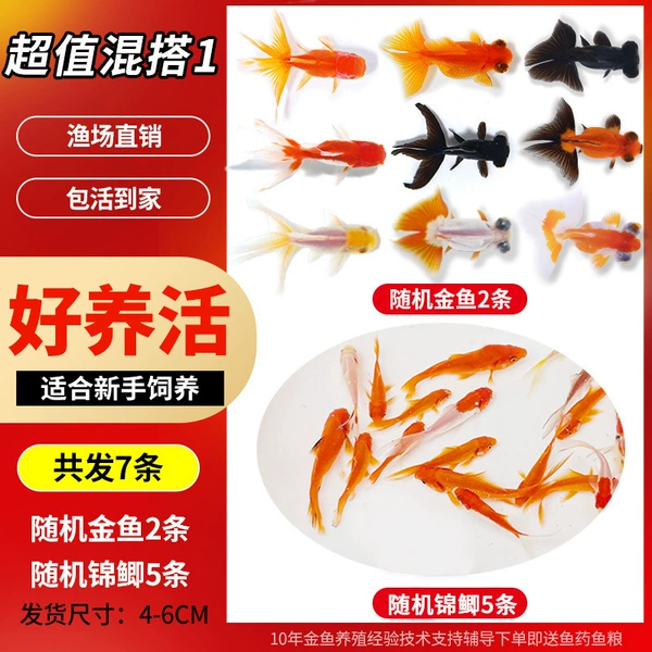 [巧克力色 2条金鱼+5条草鲫]
