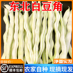东北白豆角 新鲜蔬菜农家白不老芸豆白大架豆角四季豆现摘5斤包邮