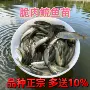 中山大号养殖鲩鱼草鱼苗