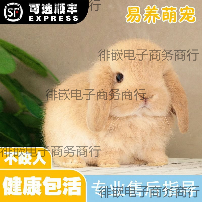 兔种折侏儒宠物荷兰代发霜白耳小型活物迷你道奇垂耳好养兔子可爱