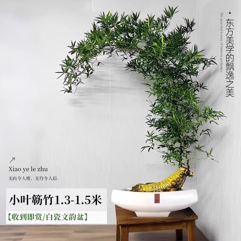 【带根老桩】A+级精品造型小叶簕竹 1.3-1.5m【白瓷文韵盆】