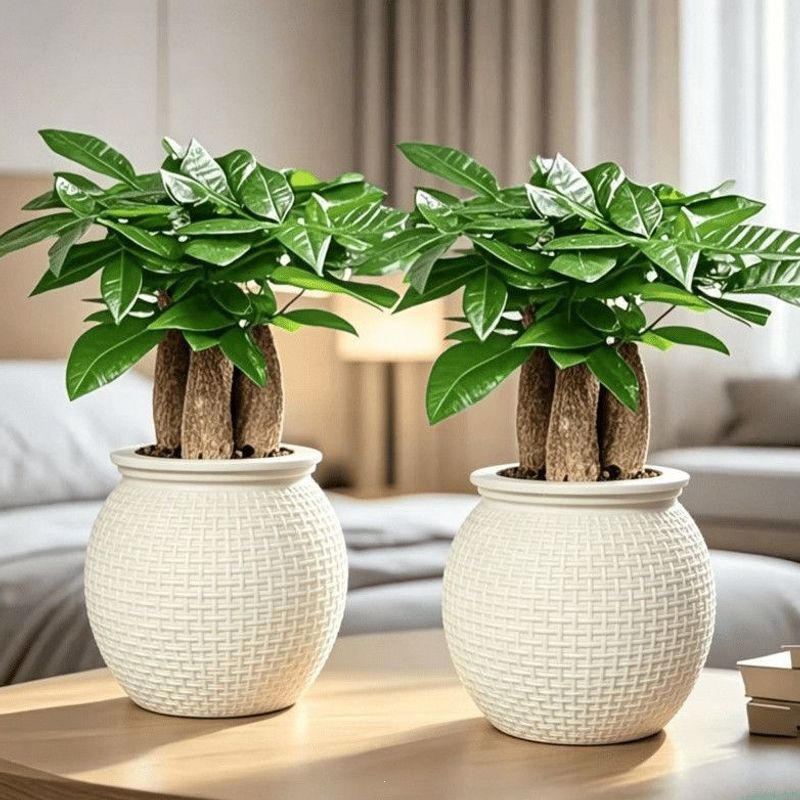 Three-stemmed Money Tree - Imitation Bamboo Woven Ball-shaped Potted Plant, Indoor Green Plant, Evergreen, Easy to Maintain, Not Prone to Rotting Three-stemmed Money Tree - Imitation Bamboo Woven Ball-shaped Potted Plant, Indoor Green Plant, Evergreen, Easy to Maintain, Not Prone to Rotting