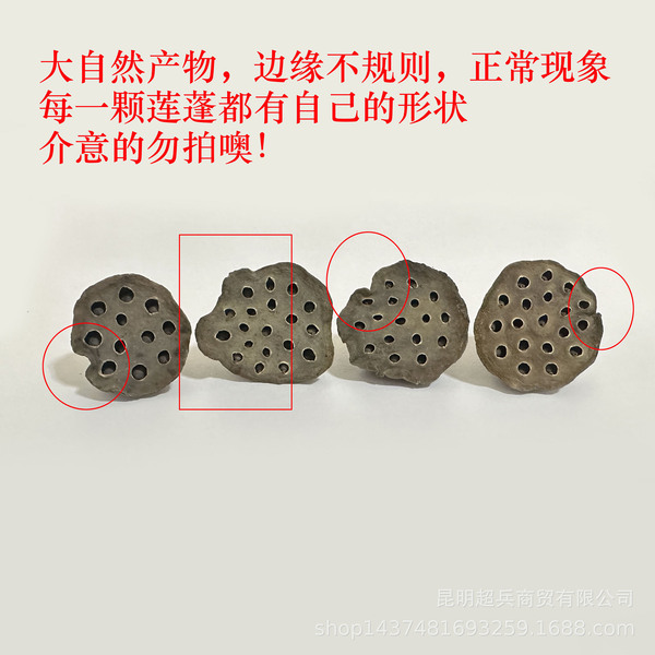 [A single dried lotus puff] Bringed seeds dried lotus rock -dried…