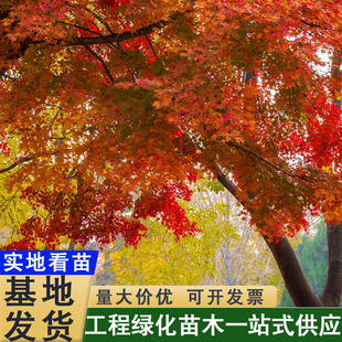 �t���������t�����~�r�t�ձ��t���ļ��Ї��t�t�~�׻�ͥԺ�o����