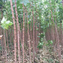 工程园林元宝枫树苗 基地批发五角枫树苗 荒山造林苗圃绿化树苗