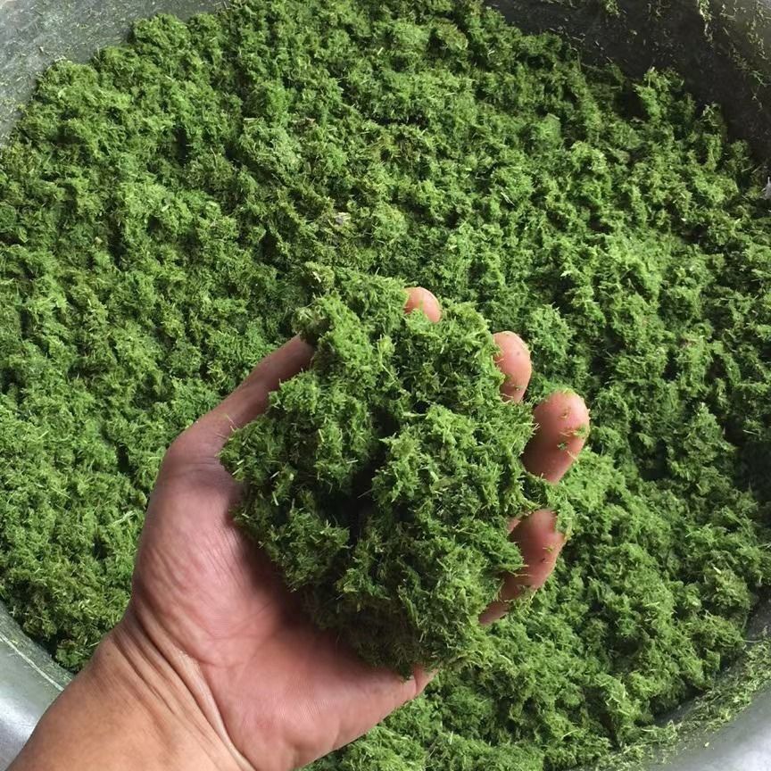 新款超细牧草粉碎机打浆机铡草机揉丝机家用两相电秸秆皇竹甜象草