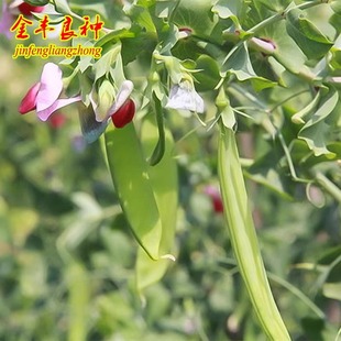Red Flower Soft Pod Snow Pea Seeds Red Cauliflower Scaffolding Four-Season Pea Sweet Vegetable Pea Seeds Larvae Seeds