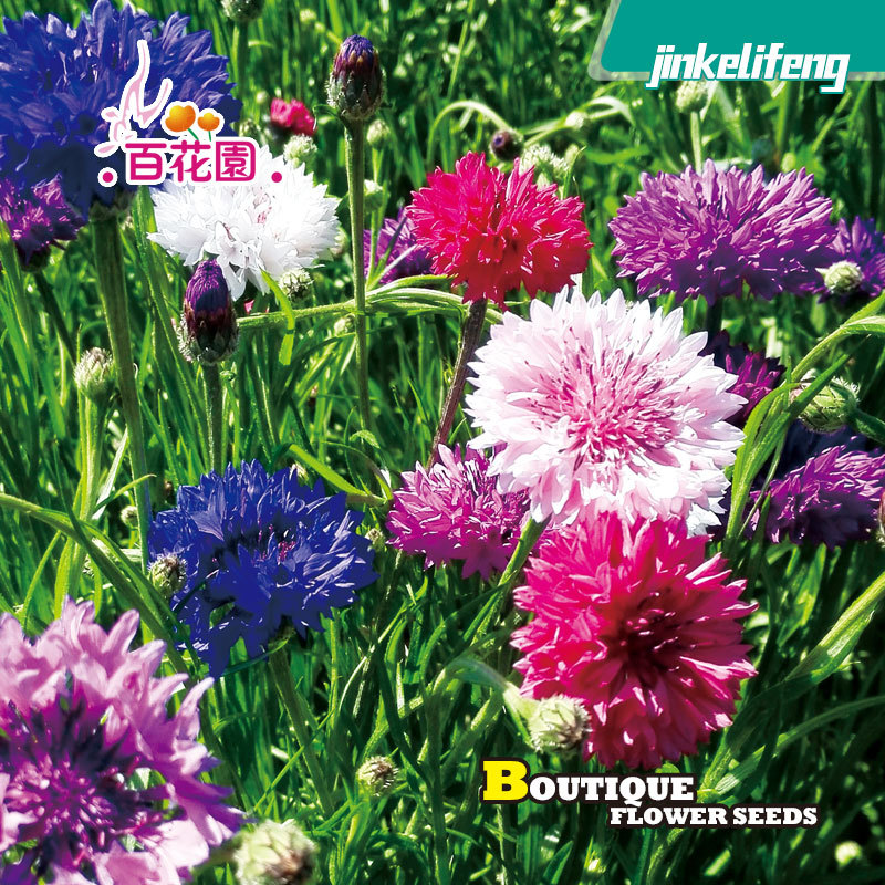 多彩矢车菊种籽混色芙蓉花种子香粉四季野花组合 绿化工程洋桔梗