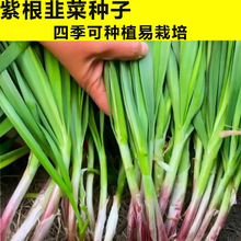 �ļ��²˷N����Ʒ�NС���~�²��ѱ����ϸ��t���²��͟��ͺ��ļ���