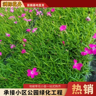 欧石竹盆栽 绿化花卉双色盆欧石竹 公园观赏花卉苗木工程花海造景
