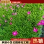 公园工程盆栽绿化石竹