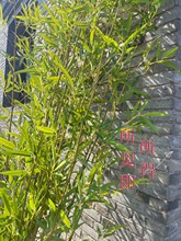 �����҃��b������L���ϼ����ӾƵ�����ë���쾰����ֲ�