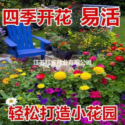 [Ландшафтный цветок для производства морских инженерных семян] Комбинация во дворе на открытом воздухе Семена диких цветов Открыты круглый год