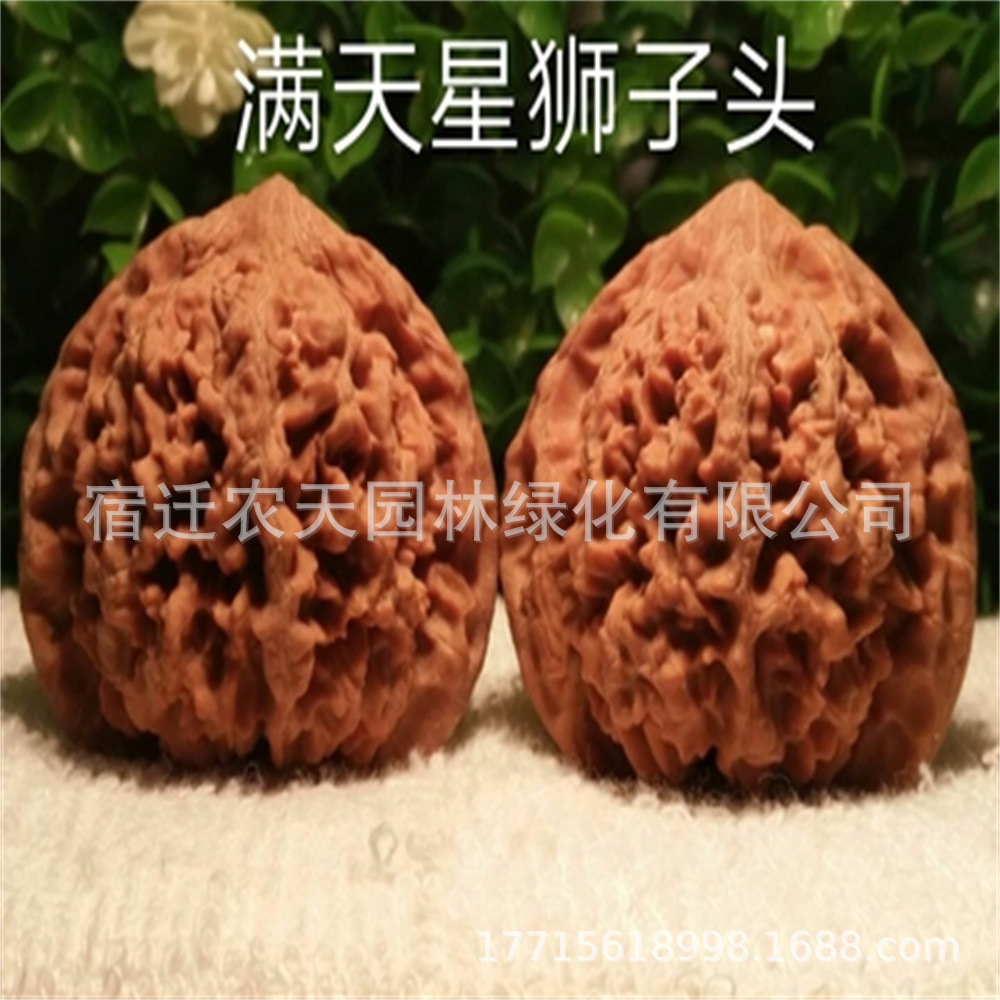 白狮子头麒麟纹狮子头文玩核桃树把玩嫁接苗麻核桃树苗官帽四座楼