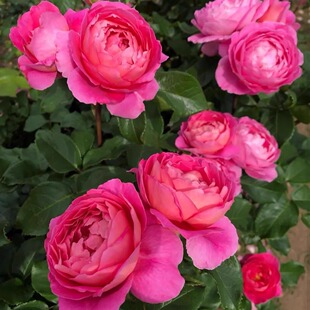 Dropshipping of Japanese-Style Rose Seedlings, Pink Roses with Strong Fragrance, Indoor Balcony Four-Season Potted Flowers