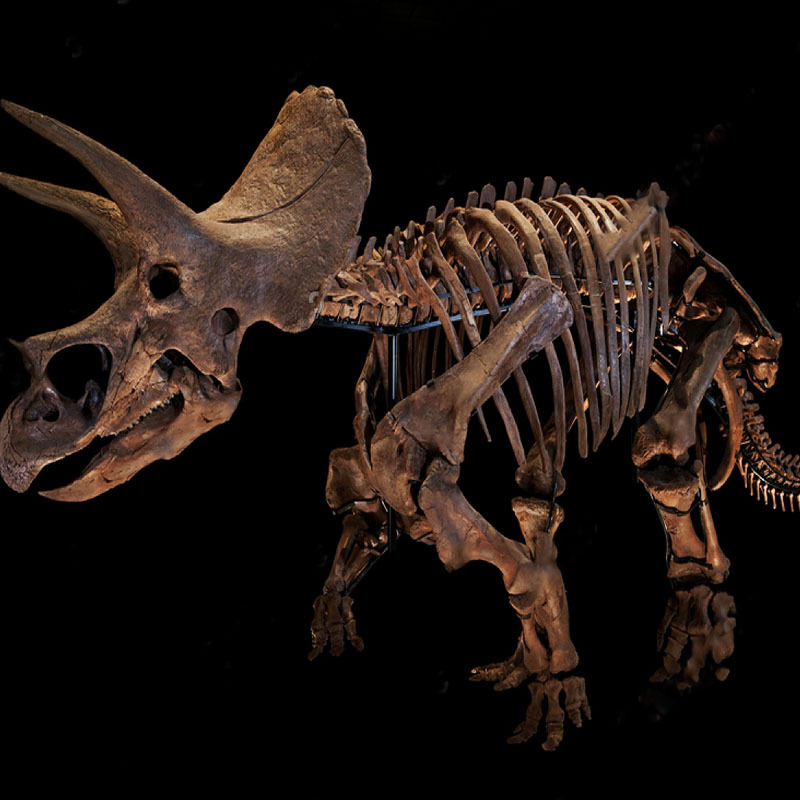 侏罗纪人造恐龙化石骨架考古挖掘霸王龙骨骼博物馆景区展览手工