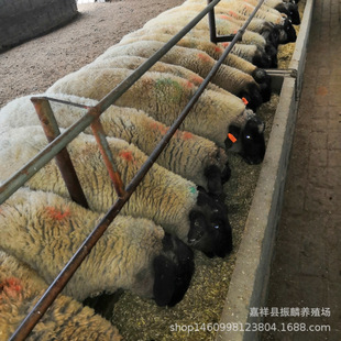 �_����С���� ����ĸ�� �_������� �^̥�����_����