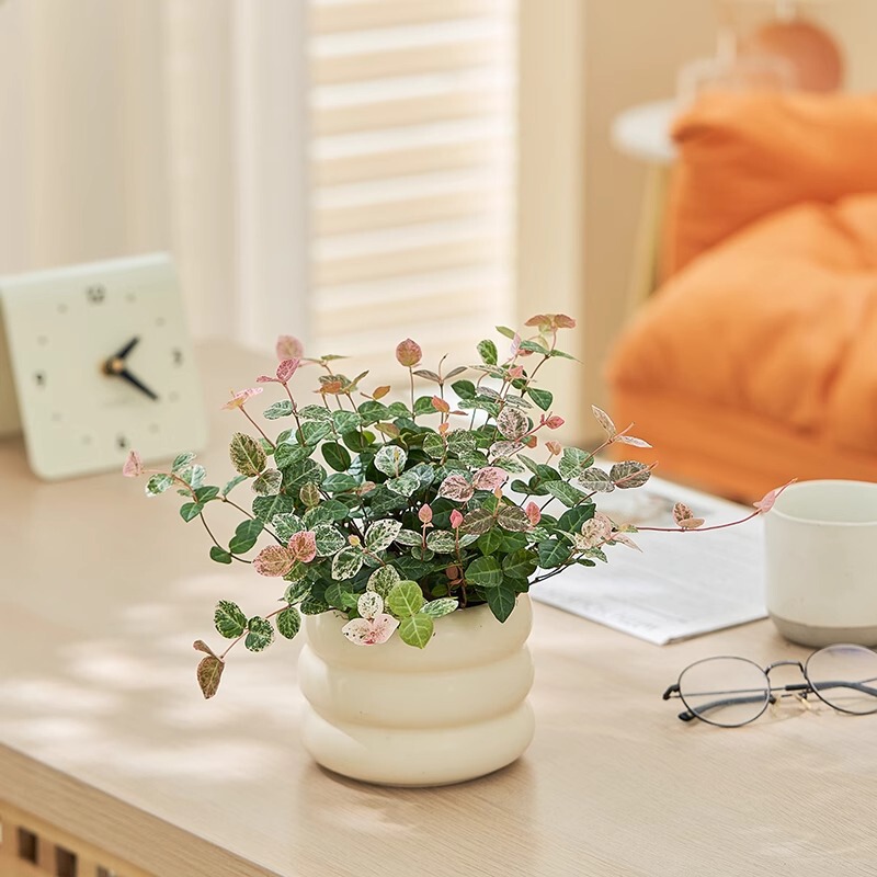 Money Tree Bonsai for Attracting Wealth, Suitable for Office Desktop, Easy to Care for All Seasons