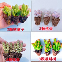 多肉植物桃蛋吸财树钱串熊童子新手套餐室内还养活
