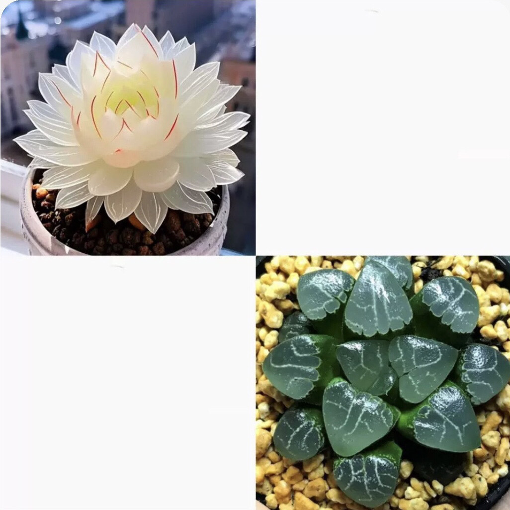 Nuevo producto Baizi Yulu combinación de plantas suculentas en maceta novatos buena carne de oficina balcón flores de la luz image 18
