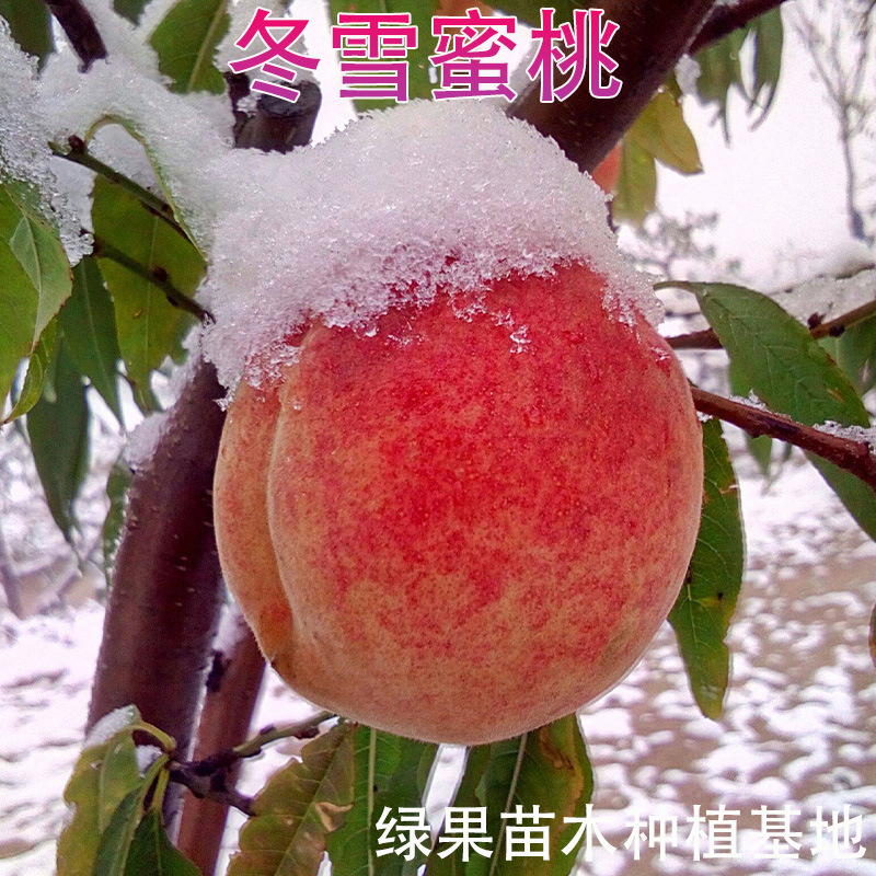 冬雪蜜桃树苗 嫁接桃苗 映雪红霜红芽变冬桃树苗 果园种植苗木