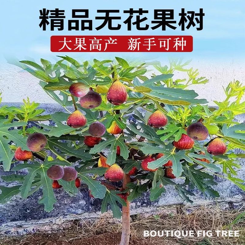 无花果树苗大树老桩新品种特大超甜大果南北方耐寒盆栽地栽果树苗