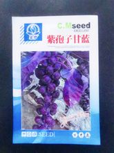 紫色孢子甘藍種子紫抱子甘藍種子紅抱子甘藍蔬菜種籽綠色甘藍種子